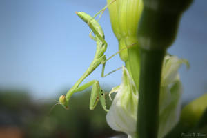 Praying Mantis 2