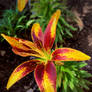 Tiny Yellow Sensation Asiatic Lily