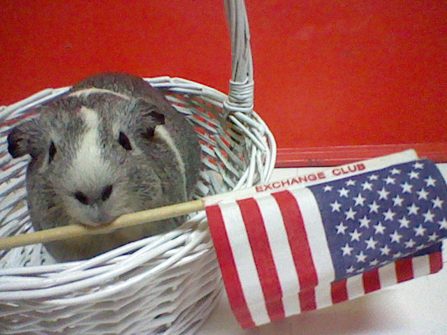 piggy can't wait till 4TH of July!