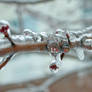 Ice Covered Branch