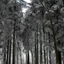 Winter Forest