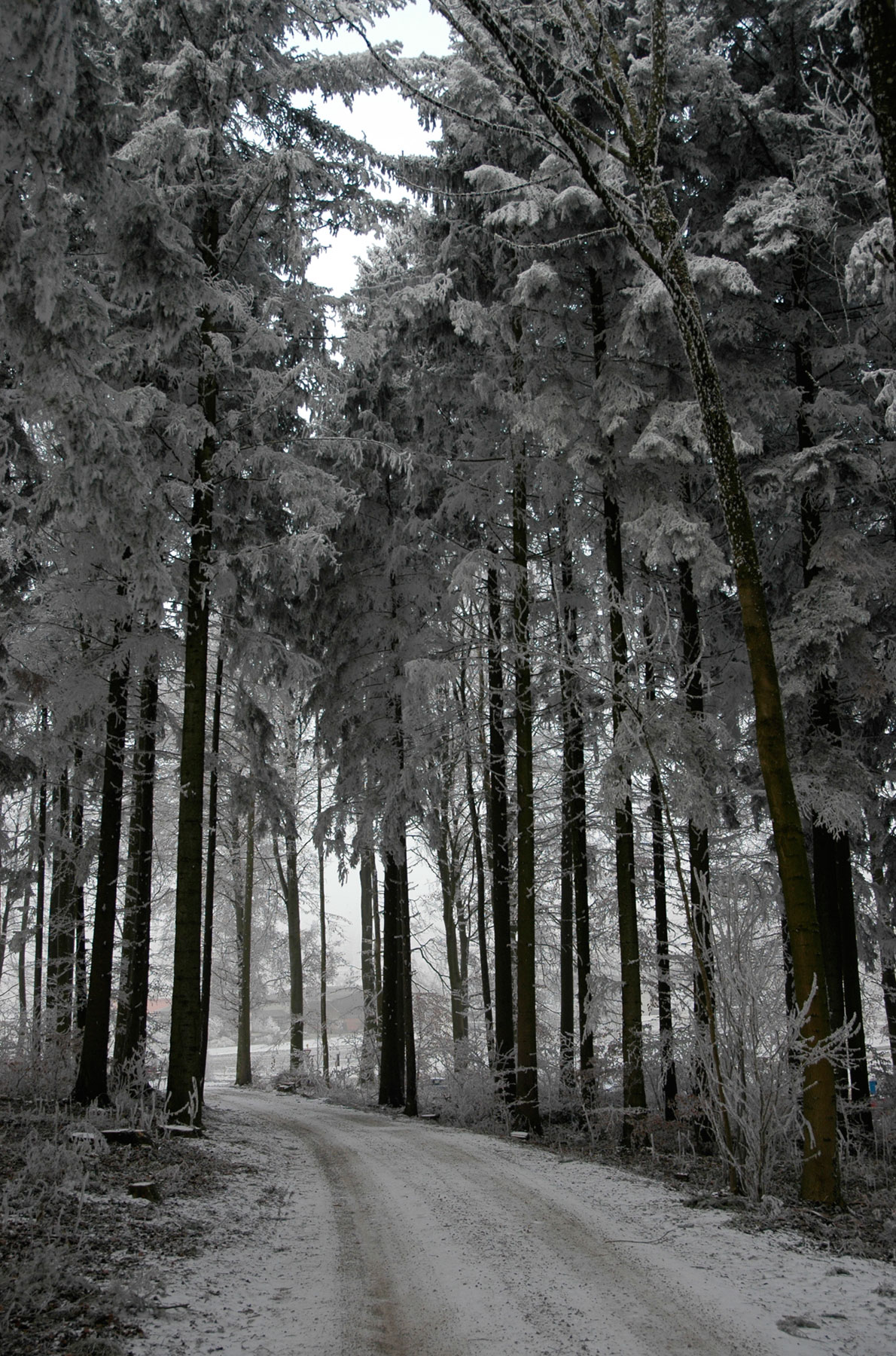 Winter Forest