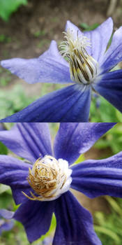 Blue flower - details