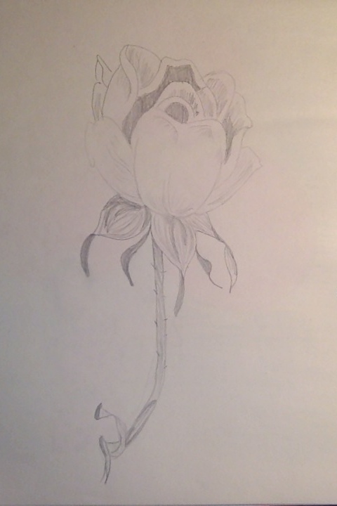 a rose