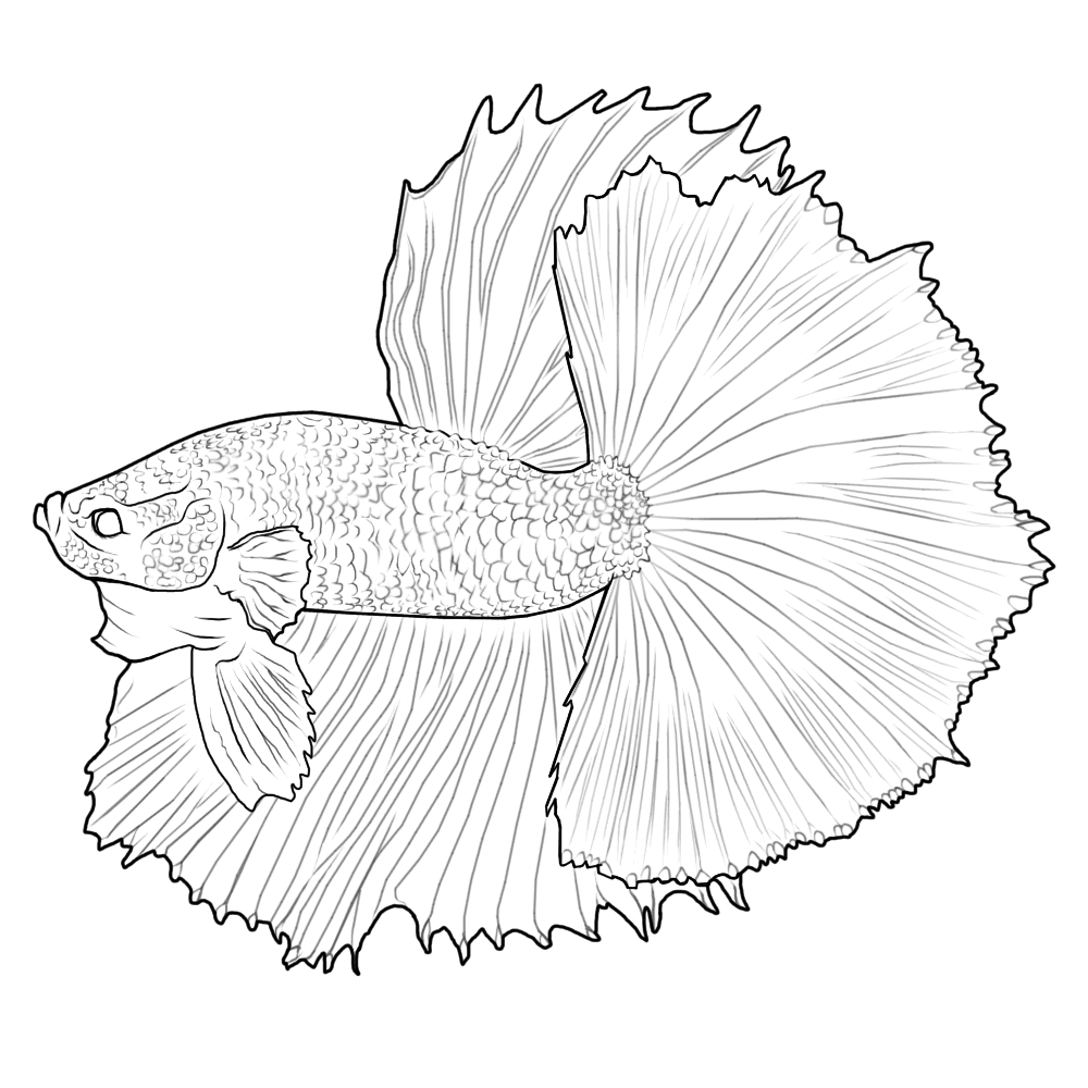 Free Betta Lines By WickerWolfArt On DeviantArt