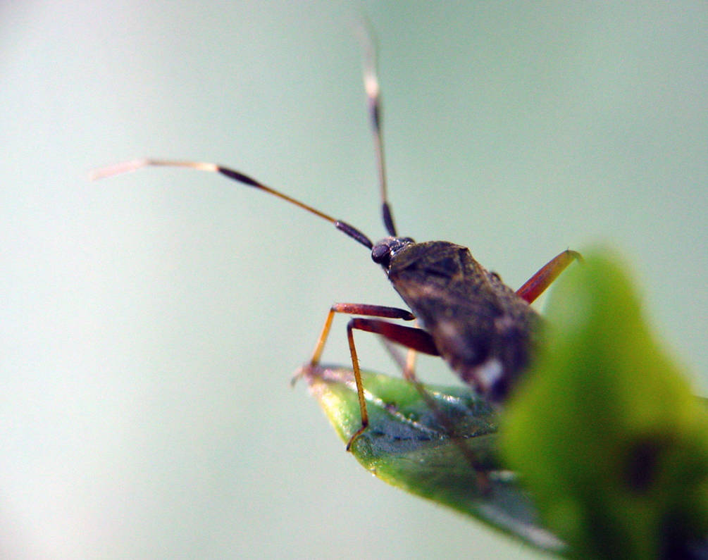 scout bug by Tommu on DeviantArt