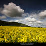 Rapefield - Great Malvern