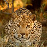 Leopard about to pounce