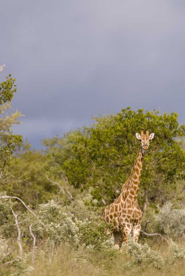 Giraffe in foreboding weather