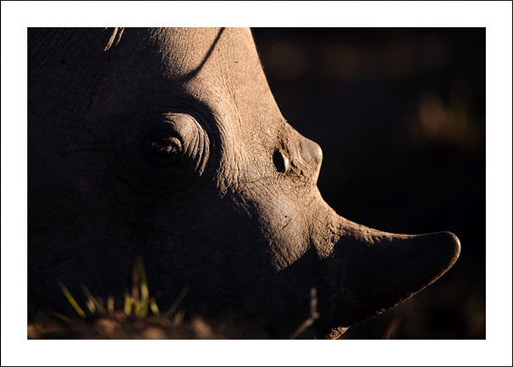 Rhino abstract