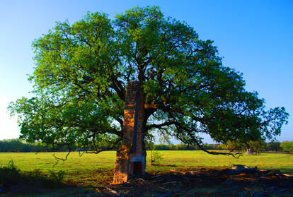 Chimney Tree