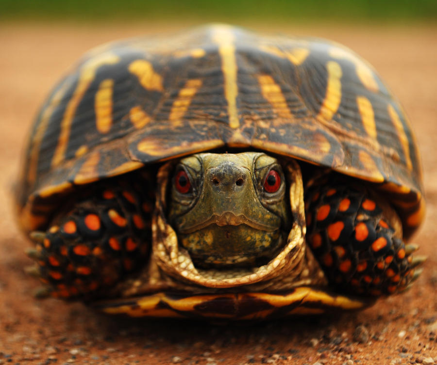 Turtle x. Фернандийская черепаха. Коробчатая черепаха. Каролинская черепаха. Каролинская коробчатая черепаха в панцире.