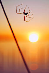 Spider at Sunset