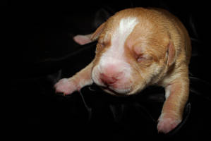 Pit Bull Puppy