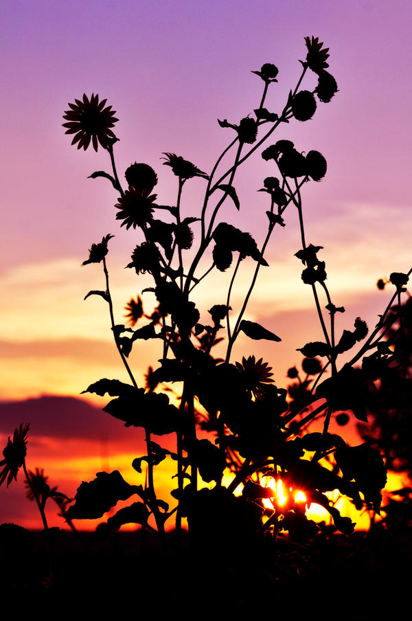 Sun Flower Silhouette