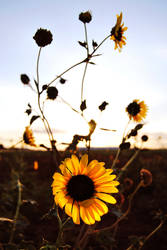 SUN FLOWERS