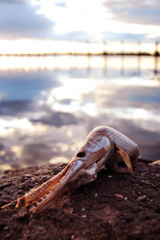 Golden Algae Kills