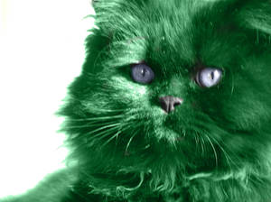 Green Cat