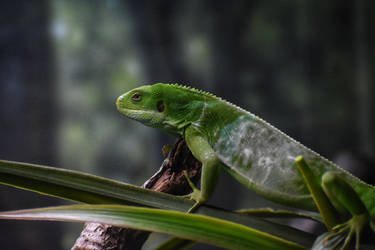 Green Lizzy Bean