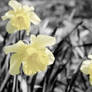 Daffodils.