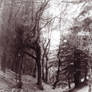 Forest.