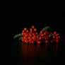 Studio berries
