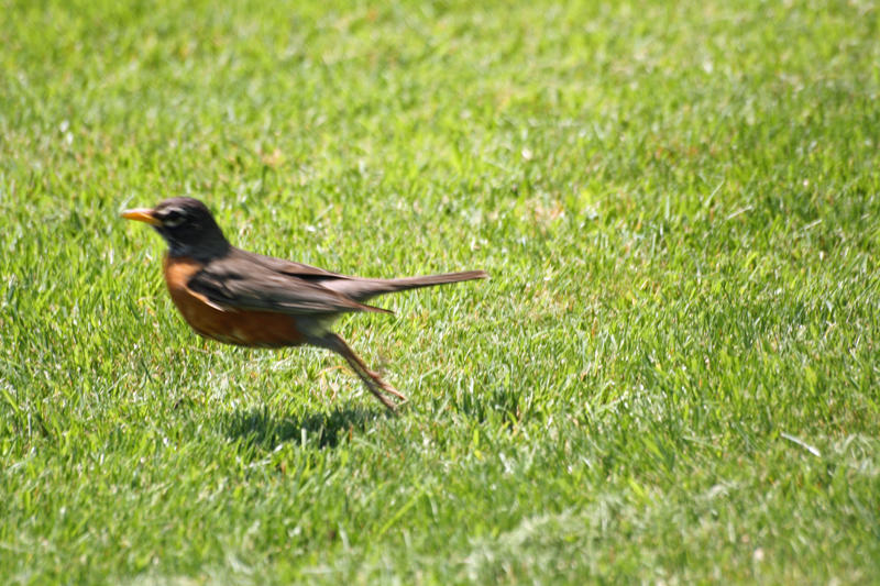 Robin Running RUN Robin by Jeremy71504 on DeviantArt