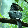 The Hornbill