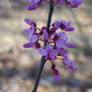 sweet flowers