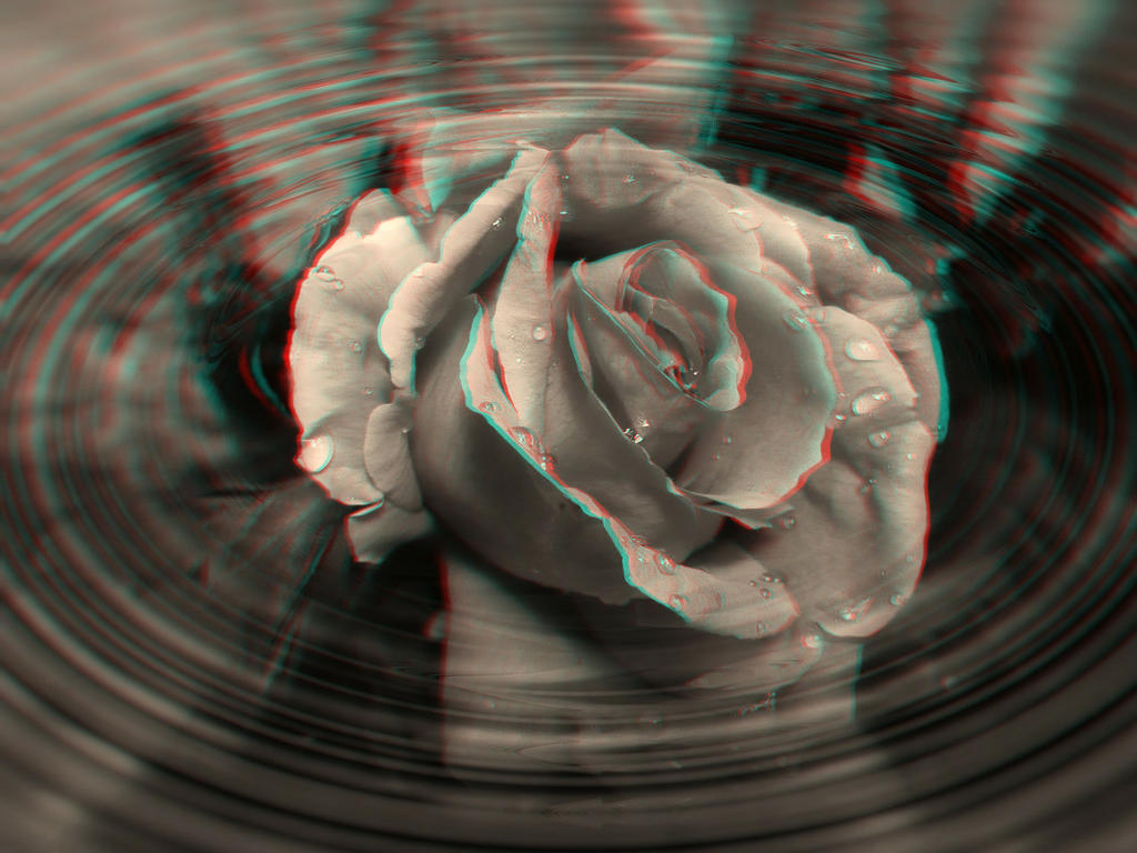 Wet Rose 3-D conversion