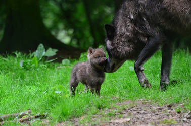 Mother's Love by Wincey