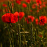 Poppy Days