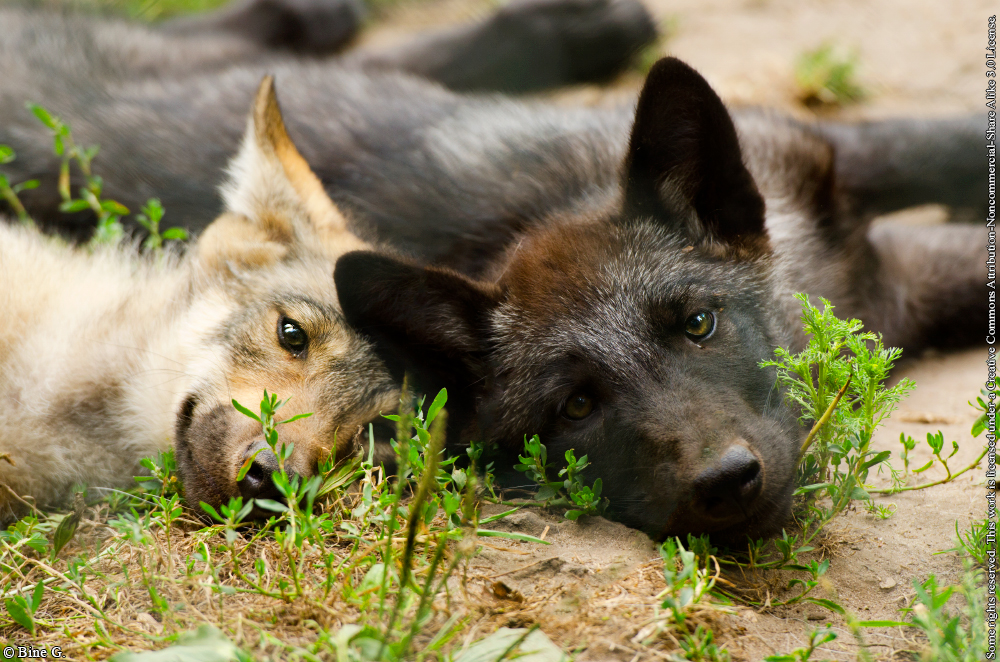 Brotherly Affection