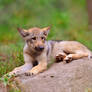 Puppy Ears