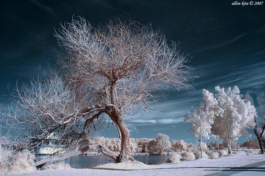 Зима красивые деревья. Иней на деревьях. Деревья в снегу. Зимнее дерево. Изморозь на деревьях.