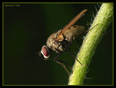 Diagonal fly