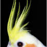 Cockatiel ' El Jamal'