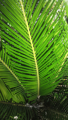 Fern Leaf