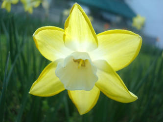 Daffodil Princess