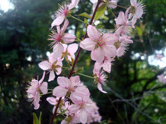 Pink Blossom