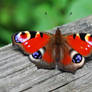 Peacock butterfly,(Inachis)