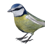 Eurasian-blue Tit WIP