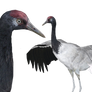 Black-necked Crane WIP