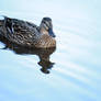 Duck on the Water