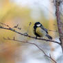 Great Tit 2