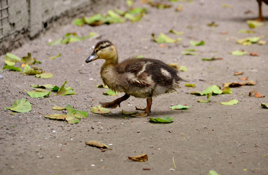 Careful first steps