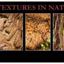 Textures In Nature