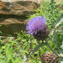 Thistle