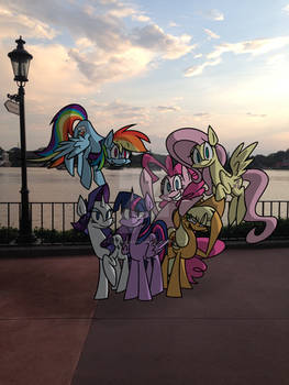 Ponies in Florida