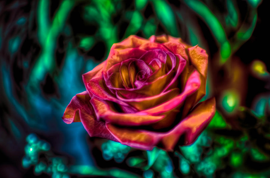 Diabolical Roses Flamingo Banana Rose by DiabolicalFilms on DeviantArt